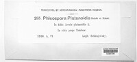Phloeospora platanoidis image